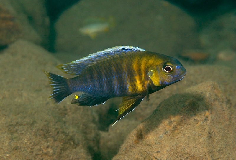 Tropheops sp. 'red cheek north' Magunga